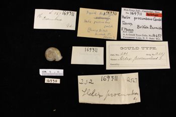 Media type: image;   Malacology 169311